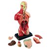 Анатомическая модель человека Edu-Toys сборная 27 см (MK027)