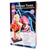Анатомическая модель человека Edu-Toys сборная 27 см (MK027)