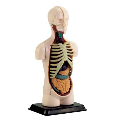 Модель туловища человека Edu-Toys сборная 12,7 см (SK008)