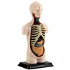 Модель туловища человека Edu-Toys сборная 12,7 см (SK008)