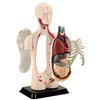 Модель туловища человека Edu-Toys сборная 12,7 см (SK008)