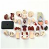 Модель туловища человека Edu-Toys сборная 12,7 см (SK008)