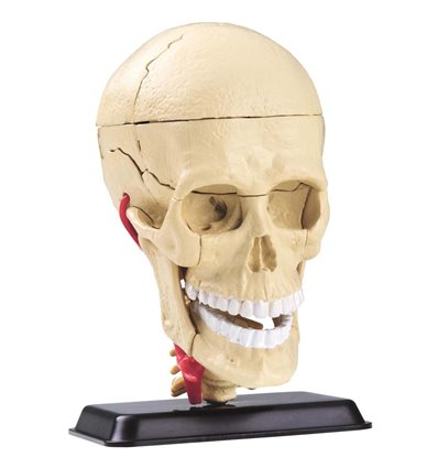 Модель черепа с нервами Edu-Toys сборная 9 см (SK010)