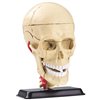 Модель черепа с нервами Edu-Toys сборная 9 см (SK010)