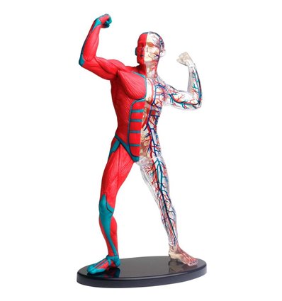 Модель мышц и скелета человека Edu-Toys сборная 19 см (SK056)