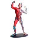 Модель мышц и скелета человека Edu-Toys сборная 19 см (SK056)
