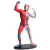 Модель мышц и скелета человека Edu-Toys сборная 19 см (SK056)