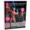 Модель мышц и скелета человека Edu-Toys сборная 19 см (SK056)