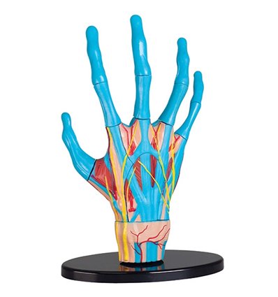 Модель руки Edu-Toys сборная 16,5 см (SK058)