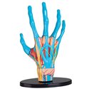 Модель руки Edu-Toys сборная 16,5 см (SK058)