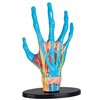 Модель руки Edu-Toys сборная 16,5 см (SK058)